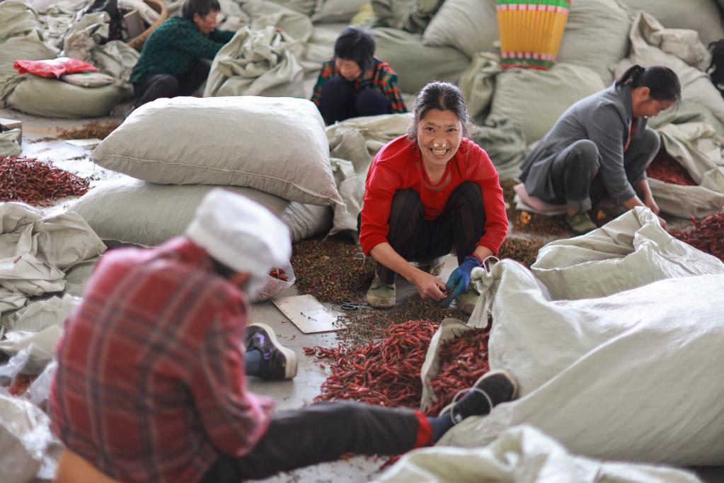 探訪貴州遵義&ldquo;中國辣椒城&rdquo;