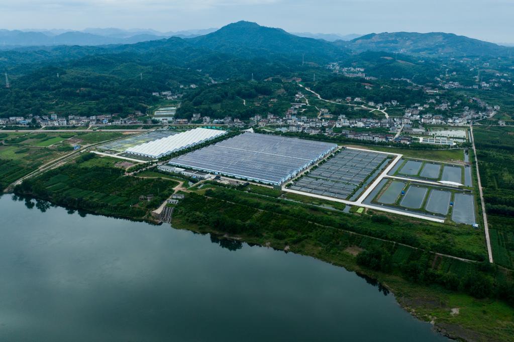 鱘魚&ldquo;上岸&rdquo;還清江碧水