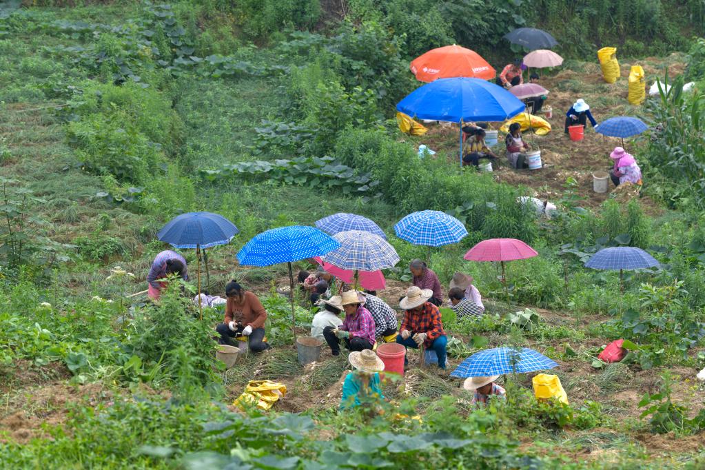 重慶豐都小藠頭&ldquo;長&rdquo;成出口大產(chǎn)業(yè)