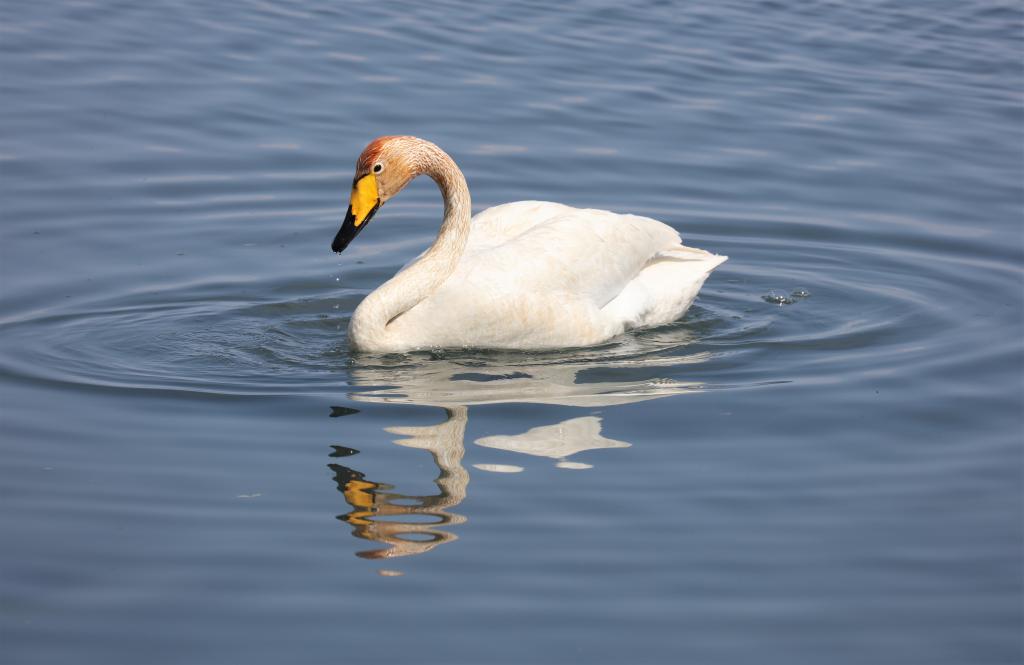 蒙古國庫蘇古爾湖開湖在即 鳥類已提前&ldquo;報到&rdquo;