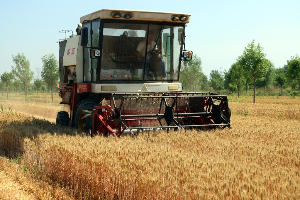 山東沾化：&ldquo;黑金&rdquo;帶動農民增收