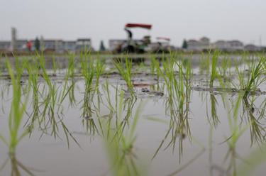 江蘇揚(yáng)州：無(wú)人駕駛插秧機(jī)助力&ldquo;三夏&rdquo;生產(chǎn)