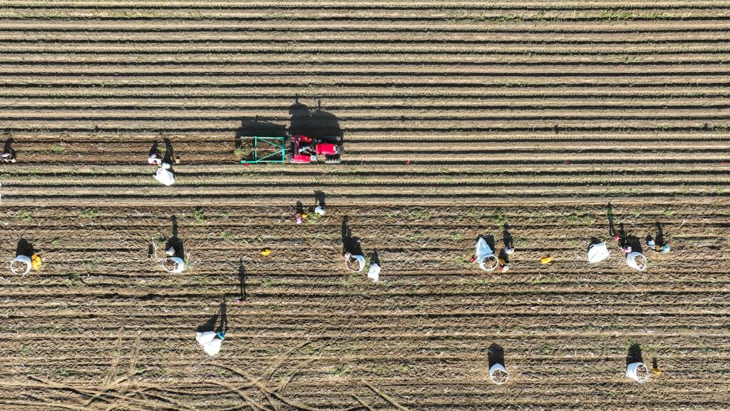 河北豐南：沙土地收獲&ldquo;致富果&rdquo;