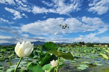 湖南常寧：&ldquo;空中管護(hù)&rdquo;保豐收