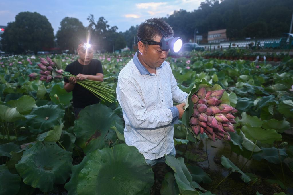 &ldquo;荷花經濟&rdquo;助增收