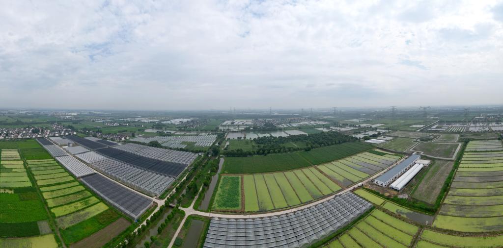 上海：&ldquo;練塘茭白&rdquo;進(jìn)入夏收旺季