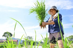 搶農時 忙&ldquo;雙搶&rdquo;