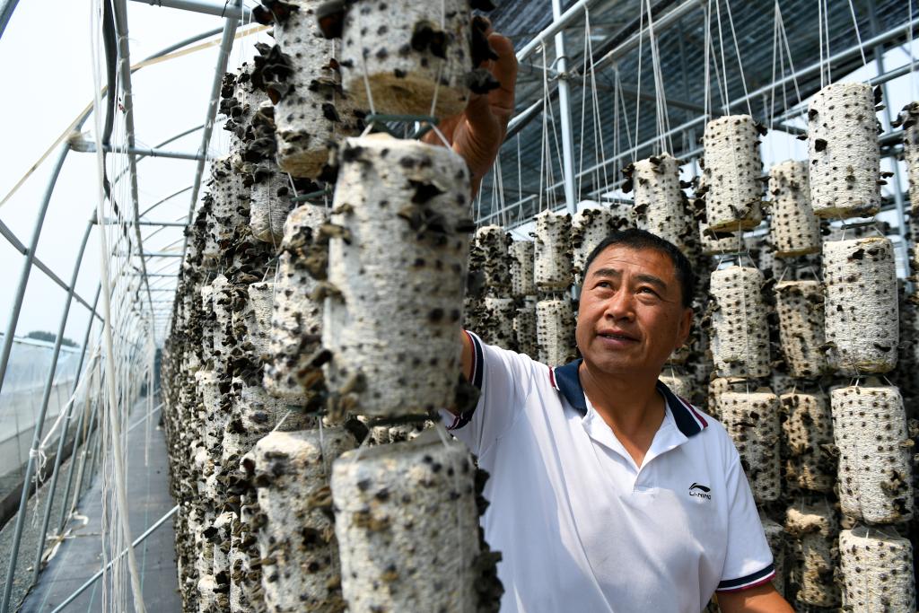 內蒙古扎蘭屯：黑木耳產業助力鄉村振興
