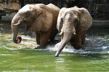 動物消暑有&ldquo;涼&rdquo;方