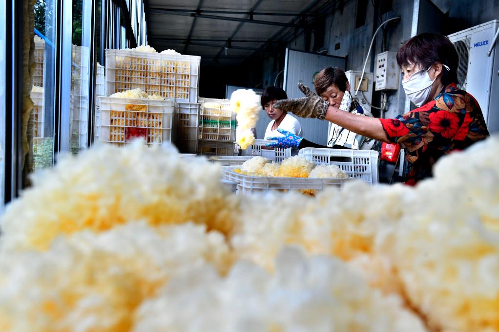 山東惠民：食用菌綻放&ldquo;致富花&rdquo;