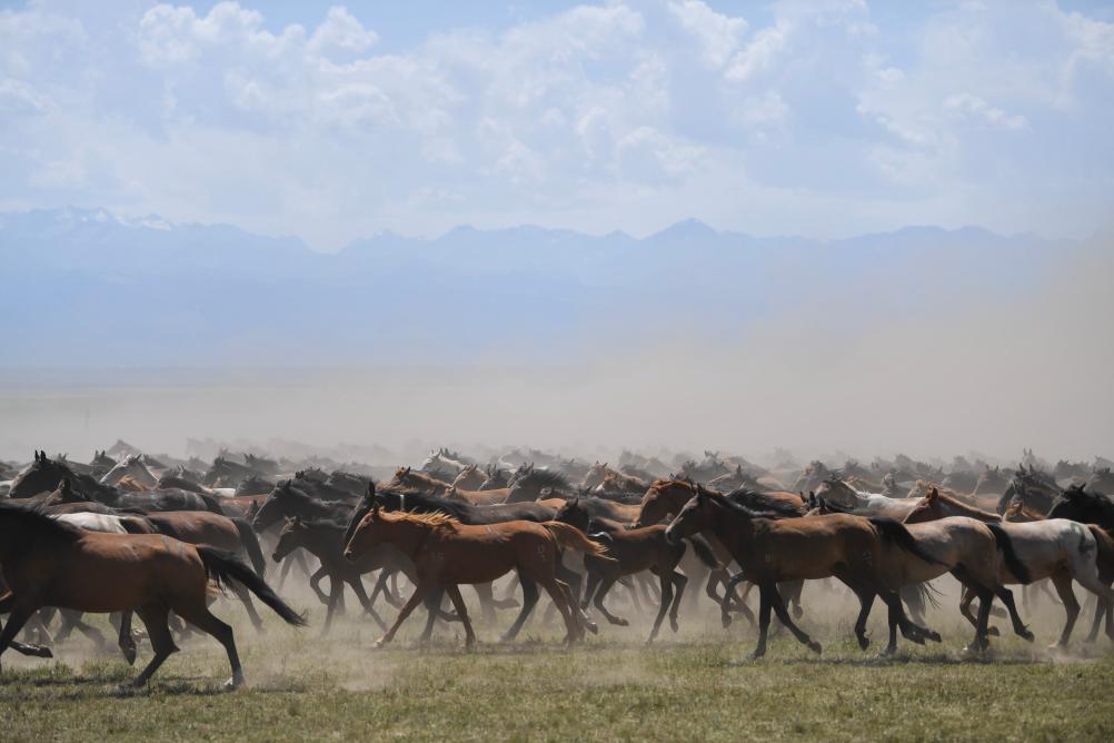 來新疆昭蘇看&ldquo;萬馬奔騰&rdquo;