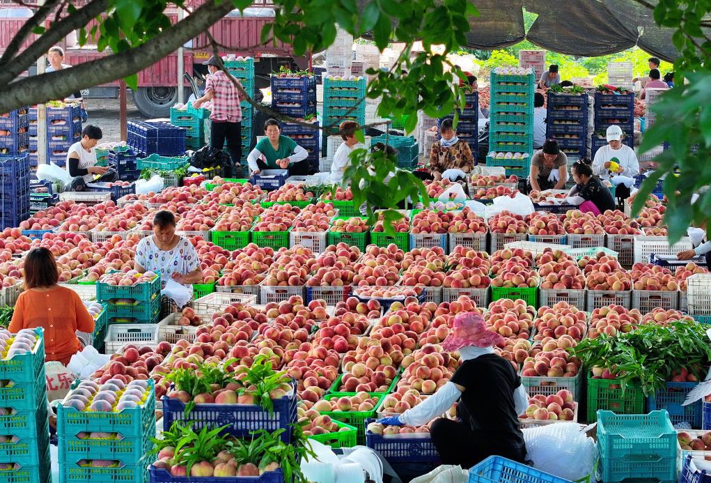 河北樂亭：鮮桃產(chǎn)業(yè)&ldquo;映紅&rdquo;鄉(xiāng)村振興路