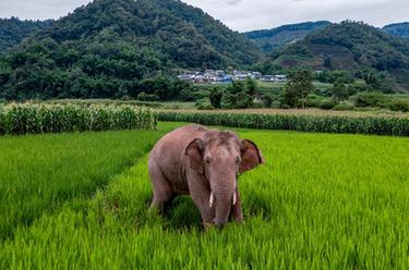 國道之行 從雪山奔向大海｜12年，大象&ldquo;逛吃團&rdquo;在這里流連忘返