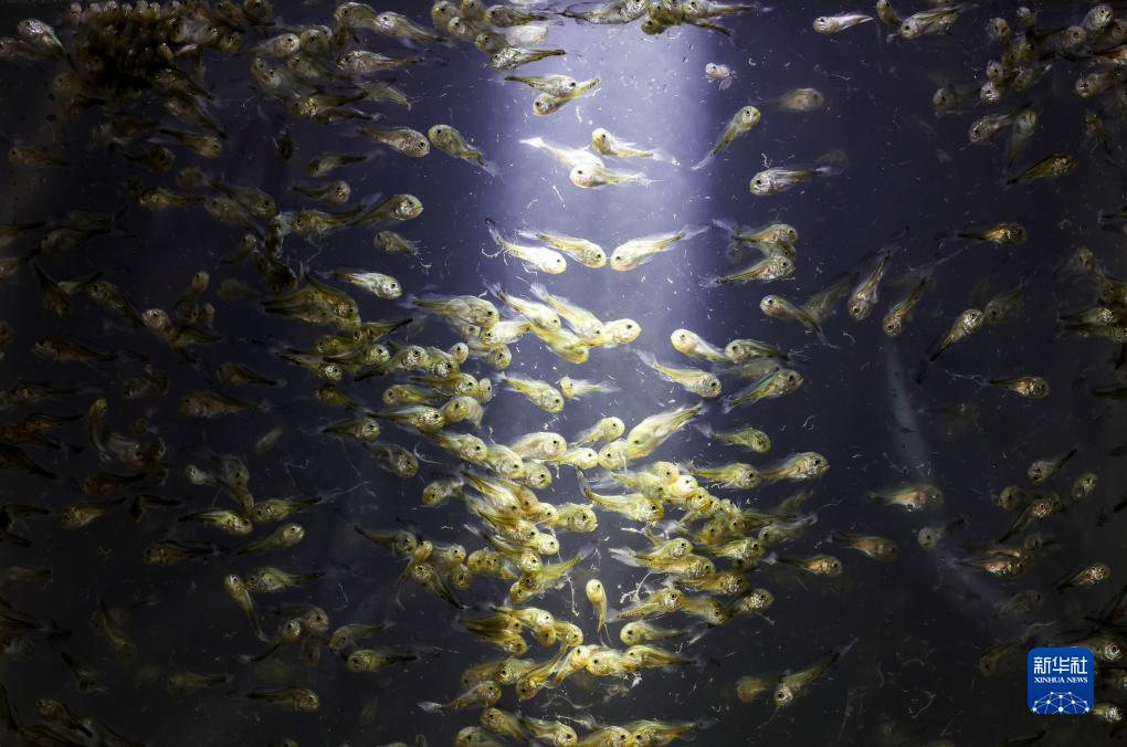 神州風(fēng)物丨大黃魚&ldquo;重生&rdquo;記