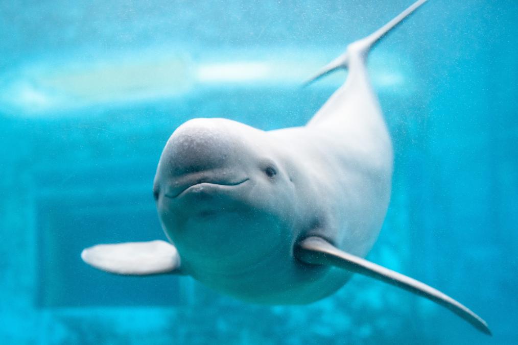 新時代中國調研行&middot;長江篇丨守護&ldquo;長江的微笑&rdquo;