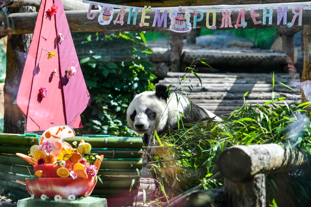 大熊貓&ldquo;如意&rdquo;和&ldquo;丁丁&rdquo;在莫斯科慶祝生日