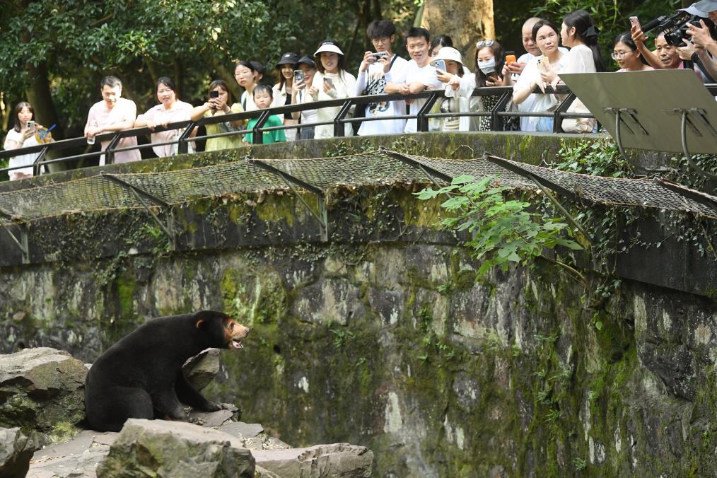 探訪杭州動物園&ldquo;人氣&rdquo;馬來熊