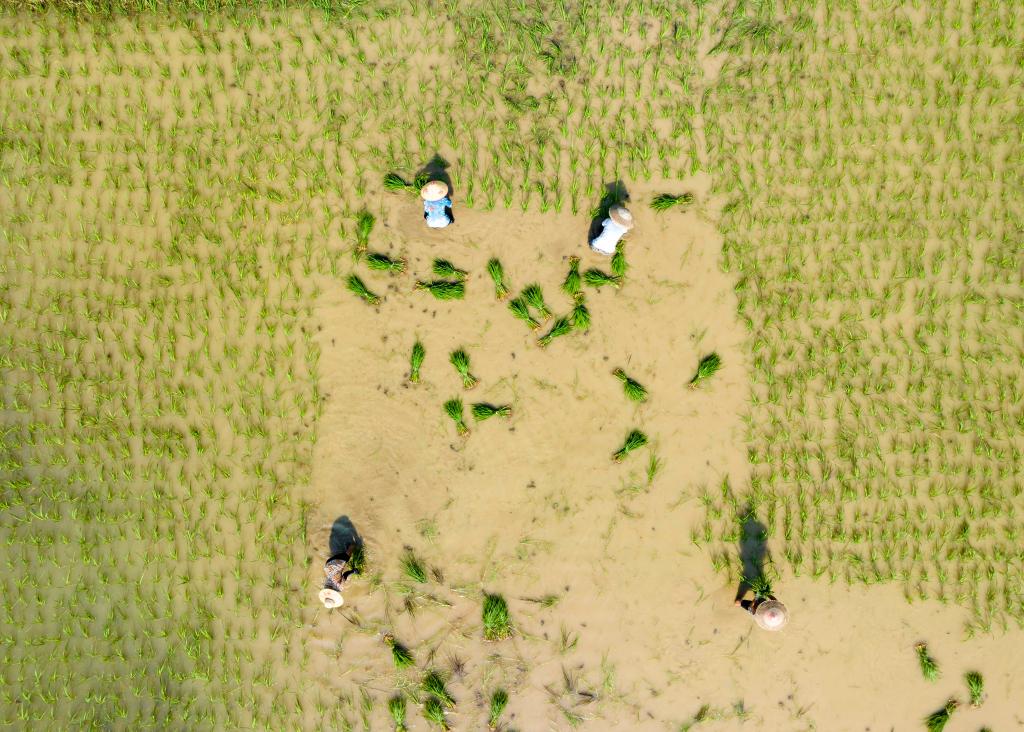 視&middot;覺丨插秧