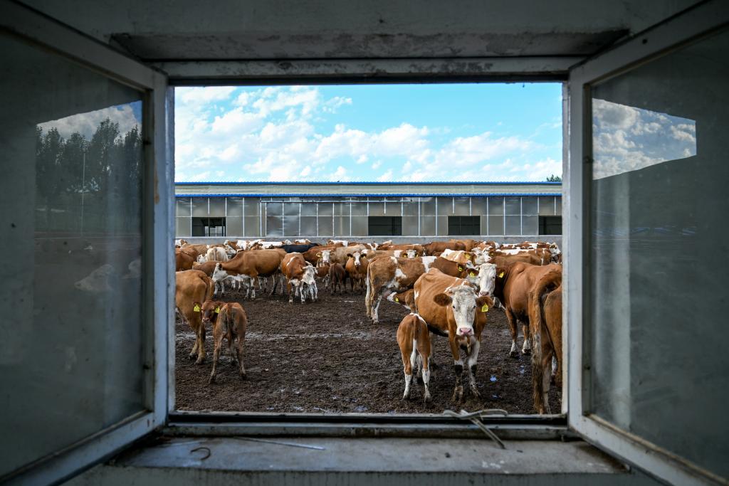 高質(zhì)量發(fā)展調(diào)研行丨&ldquo;寄母收犢&rdquo;富農(nóng)家