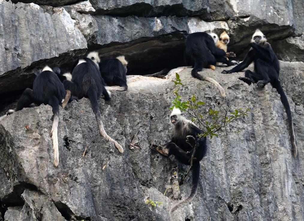 國道之行 從雪山奔向大海丨身上爬滿蚊蟲，他們笑看&ldquo;石山精靈&rdquo;翩翩起舞