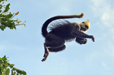 國道之行 從雪山奔向大海丨一群&ldquo;國寶&rdquo;從頭頂&ldquo;嗖嗖&rdquo;飛過