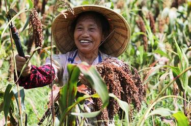 貴州赤水：&ldquo;訂單高粱&rdquo;映紅富民路