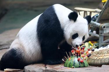 大熊貓&ldquo;剛剛&rdquo;慶6歲生日