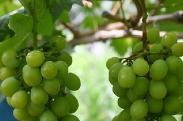 浙江諸暨：推進葡萄產業升級 助力現代農業發展