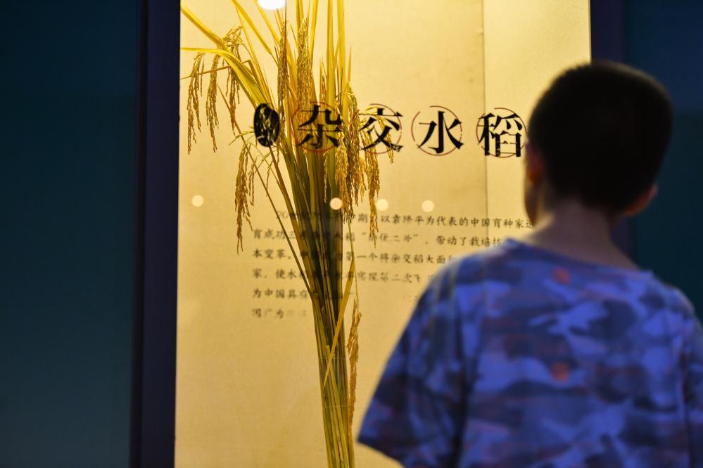 水稻博物館里感受&ldquo;粒粒皆辛苦&rdquo;