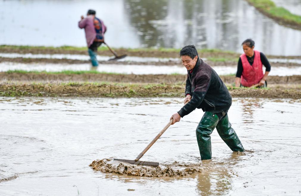 新華全媒+丨春播希望 秋收幸福&mdash;&mdash;稻農(nóng)老陳育種記