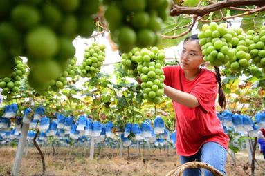 &ldquo;95后&rdquo;海歸碩士變身田園&ldquo;創(chuàng)客&rdquo;