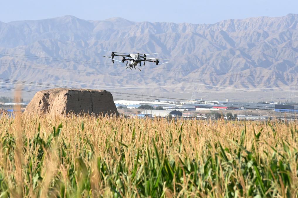 &ldquo;一噴多促&rdquo;抗旱減災保豐收