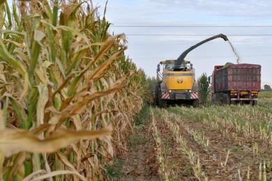 抗旱&ldquo;糧改飼&rdquo;減災(zāi)保收