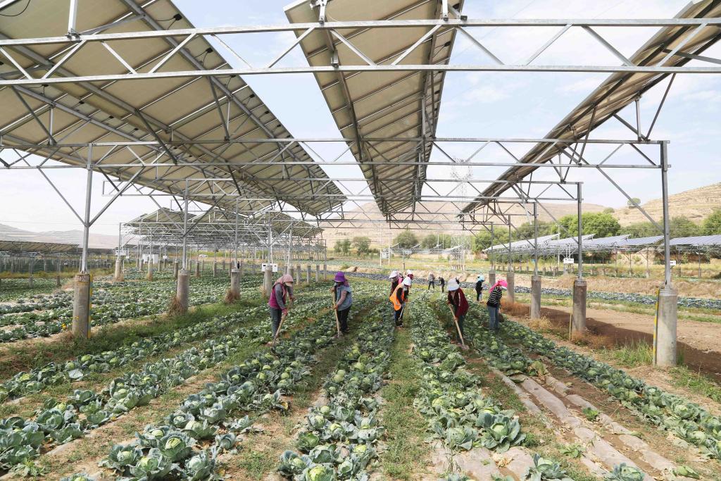 甘肅通渭：&ldquo;光伏+農(nóng)業(yè)&rdquo;助力鄉(xiāng)村振興