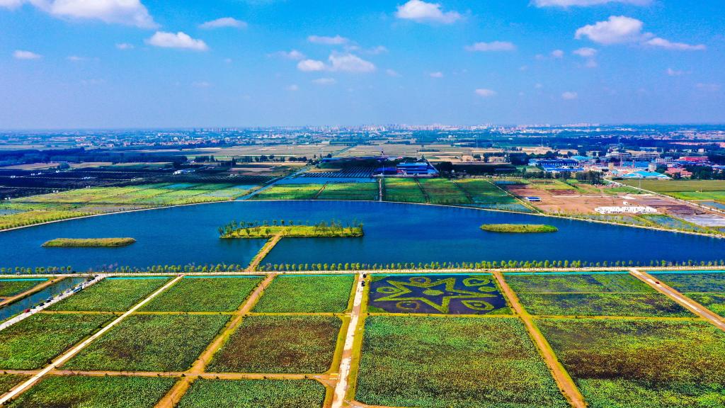 山東鄆城：采煤塌陷地變身農(nóng)文旅&ldquo;聚寶盆&rdquo;