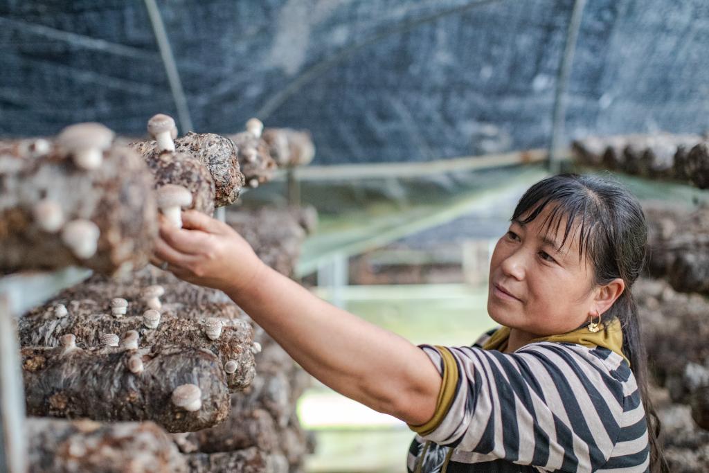 山區(qū)小香菇 &ldquo;長(zhǎng)&rdquo;成出口名產(chǎn)品