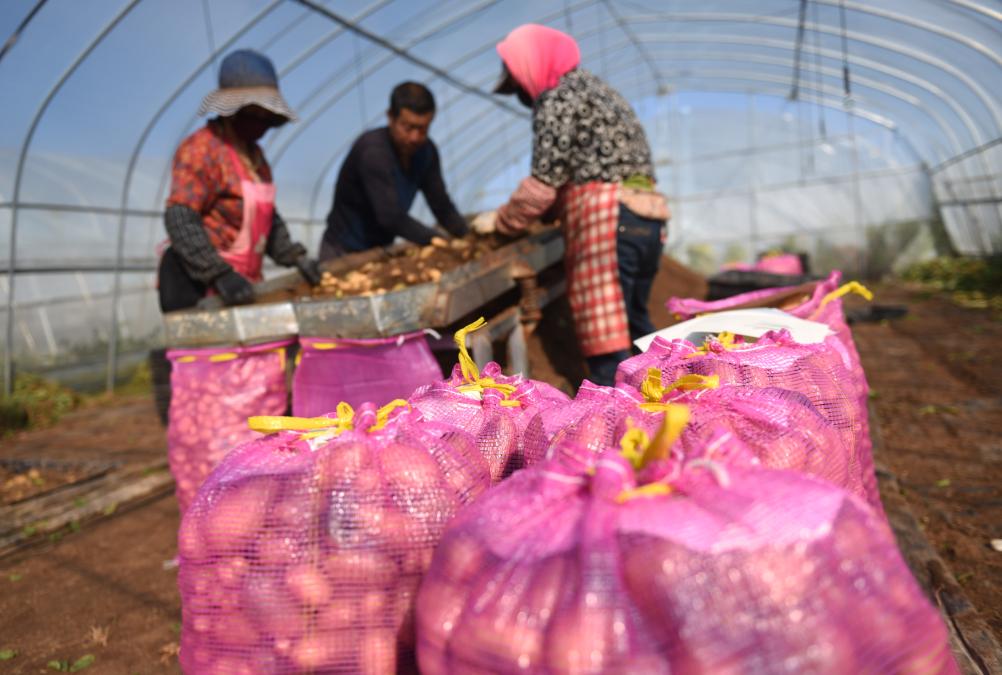 河北張北：馬鈴薯&ldquo;原原種&rdquo;產業富農家