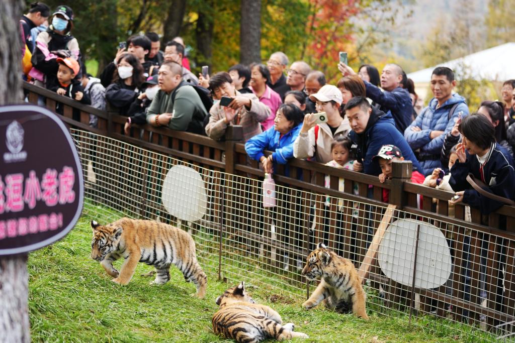 &ldquo;黃金周&rdquo;觀虎