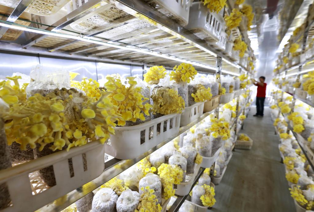 河北新河：發展特色食用菌助力鄉村振興