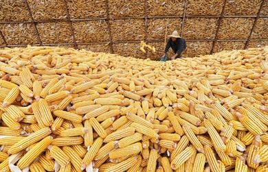 豐收&ldquo;金滿倉&rdquo;