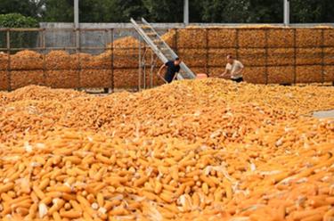 河北隆堯：秋收時(shí)節(jié)好&ldquo;豐&rdquo;景