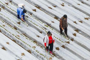 大地上的勞動&ldquo;交響曲&rdquo;