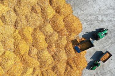 秋收好&ldquo;豐&rdquo;景