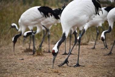 新華全媒+丨新時代中國調(diào)研行&middot;黃河篇丨走進(jìn)黃河三角洲濕地