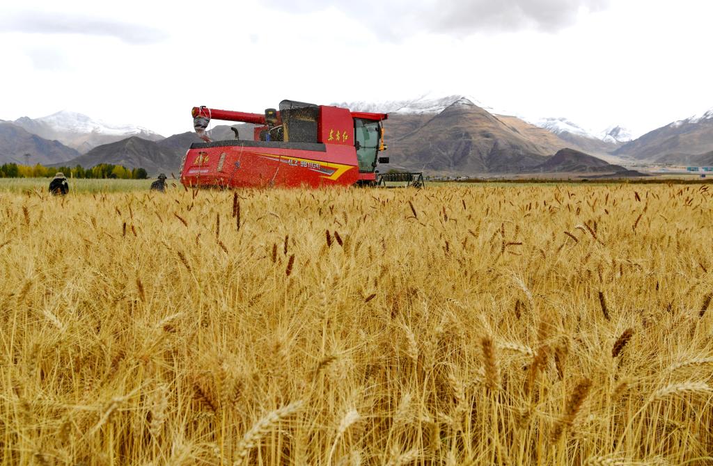 高質量發展調研行丨西藏建成高標準農田422萬畝