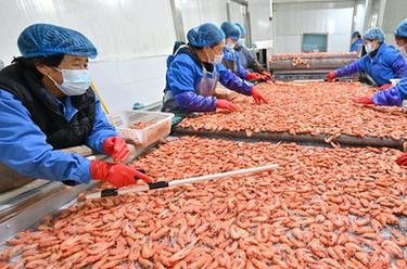 河北曹妃甸：&ldquo;鹽田蝦&rdquo;收獲加工忙
