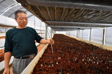 &ldquo;5G智慧小菇房&rdquo;助推鄉村產業振興