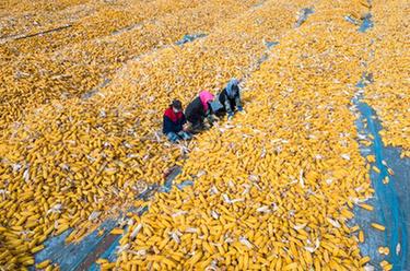 黑龍江&ldquo;黃金玉米帶&rdquo;迎來好&ldquo;豐&rdquo;景