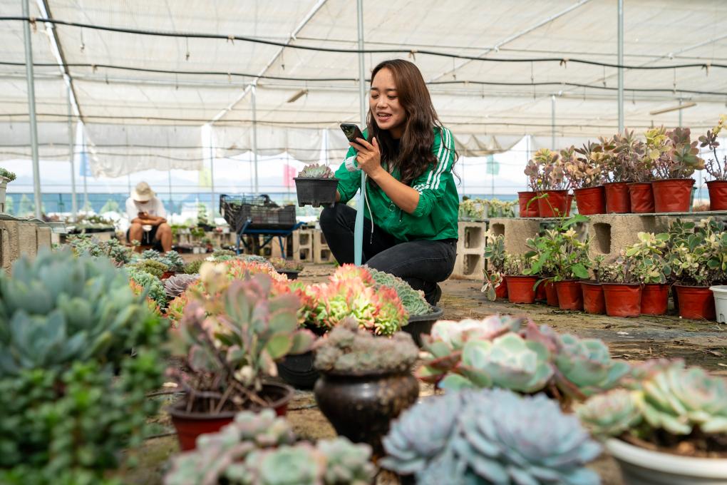 鄉(xiāng)村行&middot;看振興丨云南晉寧：&ldquo;鄉(xiāng)村星主播&rdquo;開拓多肉植物市場(chǎng)