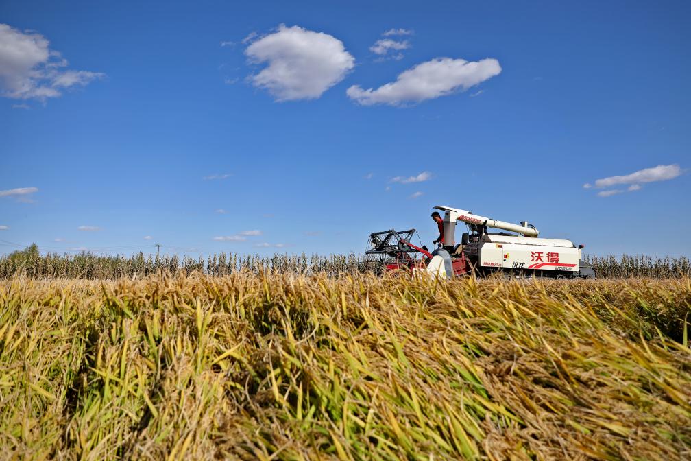 遼河三角洲水稻產區開始集中收割